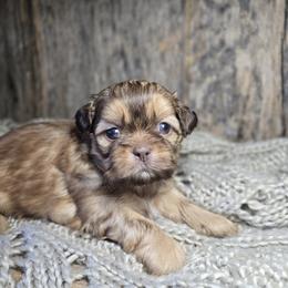 Tawny - Liver female Shih Tzu puppy in Mountain Grove, Missouri from Precious Puppies