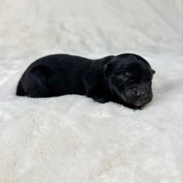 Mabel - Black tri female Miniature Australian Shepherd puppy in Bedias, Texas from JSK Aussie and Cavaliers