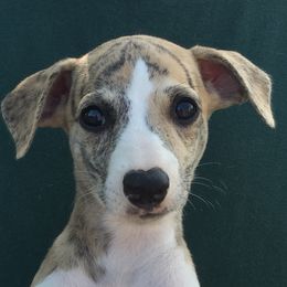 Whippet Puppies from Wyndham Whippets