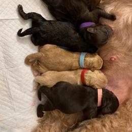 Australian Labradoodle Puppies from Charlotte Labradoodles