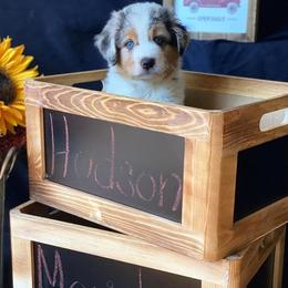 Australian Shepherd Puppies from Haulin' Auss Shepherds