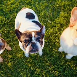 French Bulldogs from Kelle Freels