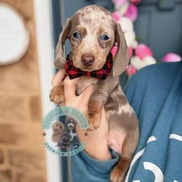 Smooches - Dapple male Dachshund puppy in Marion, Ohio from Doodles & Doxies