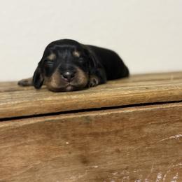 Hermes - Black and cream male Dachshund puppy in Squires, Missouri from Hudson’s Hounds