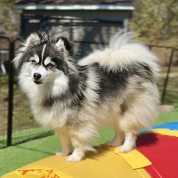 Tsunami - Pomsky