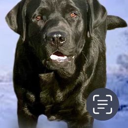 Clancy - Labrador Retriever