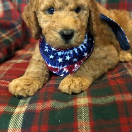 Labradoodle Puppies from Hippie Hollow Doodles