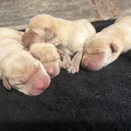 1st pick of yellow male pups - Yellow male Labrador Retriever puppy in Freeport, Illinois from Rock Hollow Retrievers