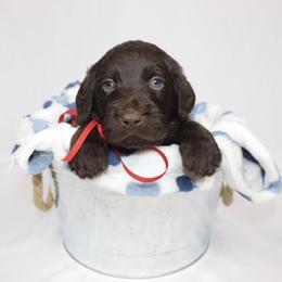 Labradoodle Puppies from Raising Doodles