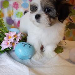 Gucci - Black and white male Mal-Shi puppy in Boca Raton, Florida from Tina-Marie's Pups