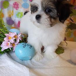 Gucci - Black and white male Mal-Shi puppy in Boca Raton, Florida from Tina-Marie's Pups