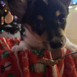 Stormie, Dark blue collar - Black and tan male Pembroke Welsh Corgi puppy in Gresham, Oregon from Simply loved corgis