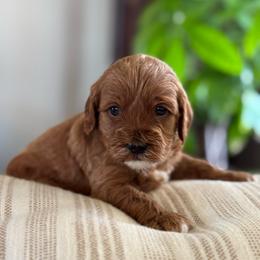 Lily - Red female Cavapoo puppy in Orrstown, Pennsylvania from Pawfect Fur Friends