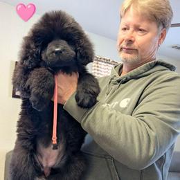 Female 7 Pink Collar - Black female Newfoundland puppy in Burfordville, Missouri from Umfleet Farms