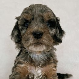 Australian Mountain Doodles, Bernedoodles, and Bernese Mountain Dogs from Berns & Doodles