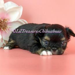 Ferb - Black and tan male Chihuahua puppy in Anderson, South Carolina from Lil Treasures Chihuahuas