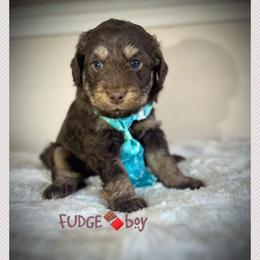 FUDGE - Brown and white male Aussiedoodle puppy in Houston, Texas from Jomelkin Furry Pals