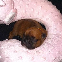 French Bulldog Puppies from Ma Chérie French Bulldogs