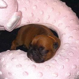 French Bulldog Puppies from Ma Chérie French Bulldogs