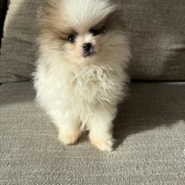 Boy 2 - Blue merle male Pomeranian puppy in Meridian, Idaho from Precious poms