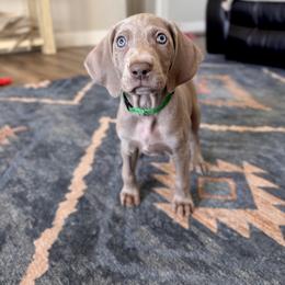 Sage - Silver gray female Weimaraner puppy in Riverside, Utah from Blue Phantom Kennels
