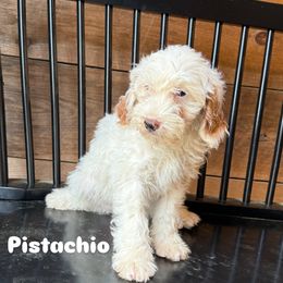 Pistachio - Parti male Goldendoodle puppy in Vero Beach, Florida from Lynn Fontaine