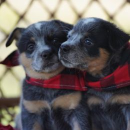 Australian Cattle Dog and Collie Puppies from Blackberry Hills