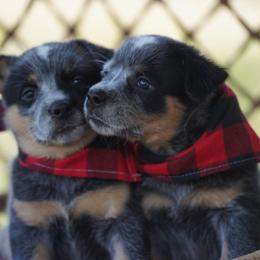 Australian Cattle Dog and Collie Puppies from Blackberry Hills