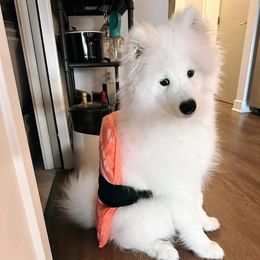 Samoyed Puppies from Hill Country Samoyeds