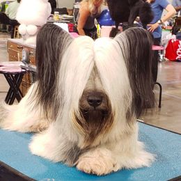 Skye Terrier All Grown Up from High Road Skye Terriers