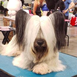 Skye Terrier All Grown Up from High Road Skye Terriers