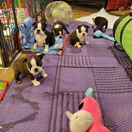 Boston Terrier and Italian Greyhound Puppies from 4Ever Boston Terriers & Italian Greyhounds