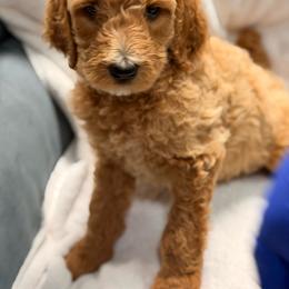Boy-2 - Red  male Poodle puppy in Sn Bernrdno, California from JennieMiniPets
