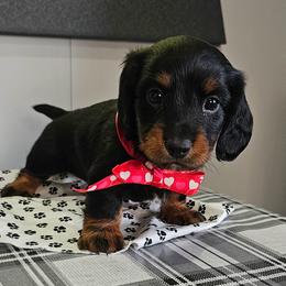 Copper - Black and tan male Dachshund puppy in Utica, Ohio from Poodle Me Crazy