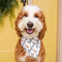 Teddy - Goldendoodle