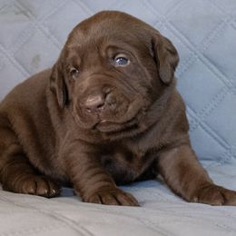 Orange Collar - Labrador Retriever puppy in North Carolina from Conoho Creek Kennels