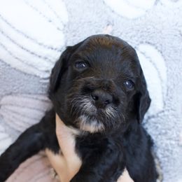 Flynn - Black and white male Cockapoo puppy in Bethlehem, Georgia from Darling Doodles