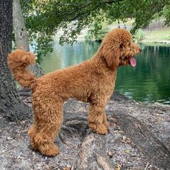 Cali  - Goldendoodle
