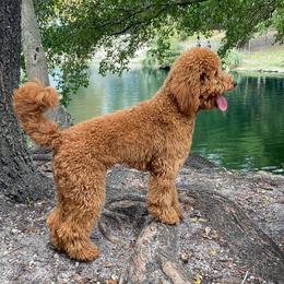 Cali  - Goldendoodle