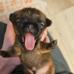 Jake - Belge male Brussels Griffon puppy in Welch, Minnesota from Baringer Brussels