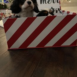 Cavalier King Charles Spaniel Puppies from Ridgefield Cavaliers
