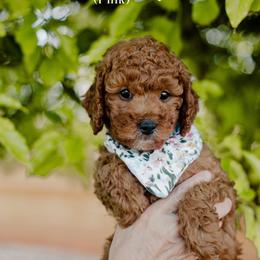 Rosemary - Red  female Goldendoodle puppy in Patterson, California from Dooling Doodles