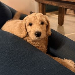 Boy 1 - Apricot male Goldendoodle puppy in Covington, Louisiana from MyKy Puppies