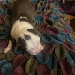 Dixie - Red tri female Toy Australian Shepherd puppy in Needham, Indiana from Tiny Toy Aussies