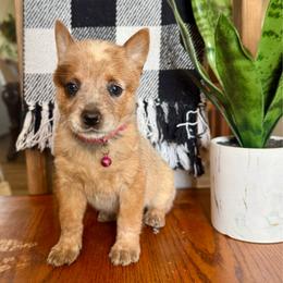 Miss Magenta (AKC) - Red mottled female Australian Cattle Dog puppy in Sahuarita, Arizona from A2 Australian Cattle Dogs