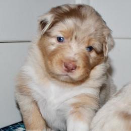 Daisy - Red merle female Australian Shepherd puppy in Iota, Louisiana from C'est Bon Aussies Australian Shepherds