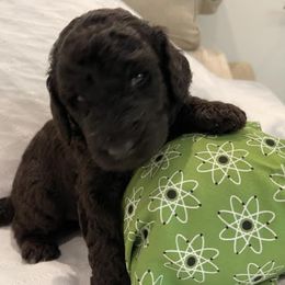 Poodle Puppies from Elysian Poodles