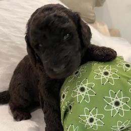 Poodle Puppies from Elysian Poodles