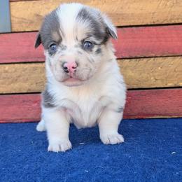 Jeanie - Blue merle and white female American Corgi puppy in Shawnee, Oklahoma from Sunray Ranch
