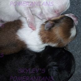 Pomeranians from Skyley's Pomeranians